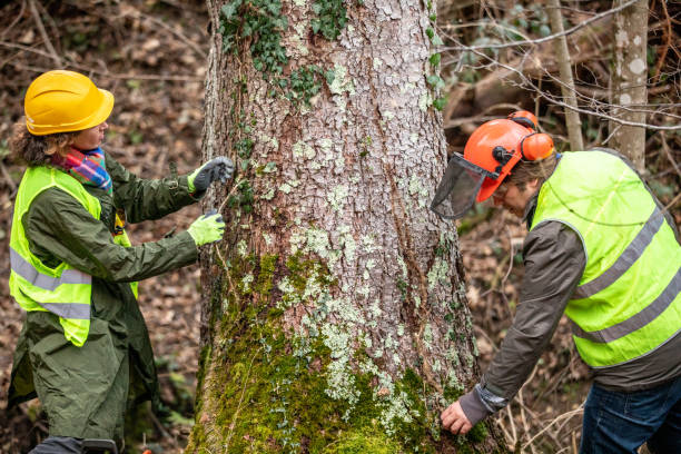 Best Emergency Tree Removal  in Rochester, IN