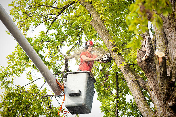 How Our Tree Care Process Works  in  Rochester, IN